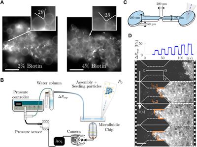Rheology of vesicle prototissues: A microfluidic approach